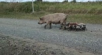 В Аромашевском районе автомобилист снял на видео домашнюю свинью с "диким" потомством