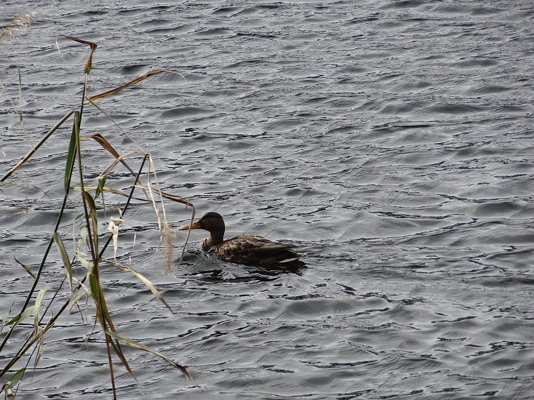 В тюменский пруд Утиный внесли фильтраторы воды