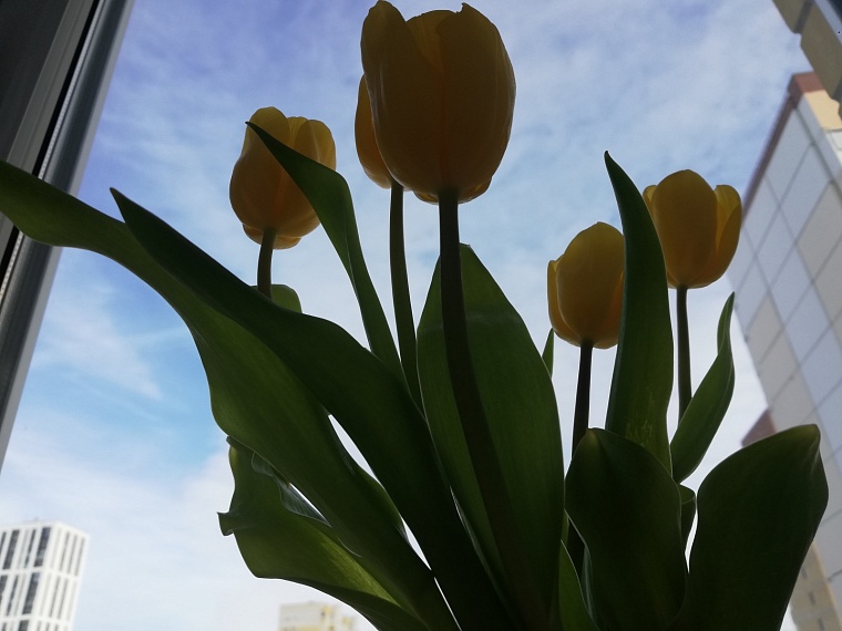 Агрономы тюменского «Россельхозцентра» рассказали, как сохранить цветы на 8 Марта