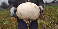 С баскетбольный мяч: тюменка нашла в огороде огромный гриб
