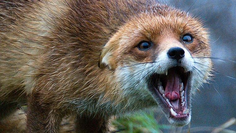 В Казанском районе нашли останки бешеной лисы