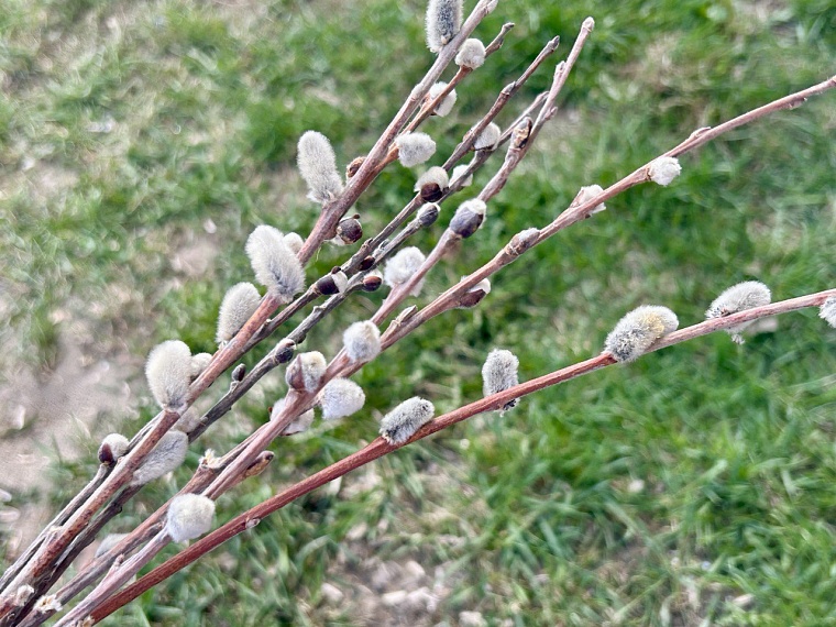 Вербное воскресенье: что это за праздник и как правильно срезать ветви?