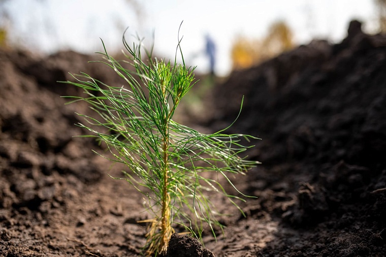 Тюменцев приглашают на акцию "Сохраним лес"