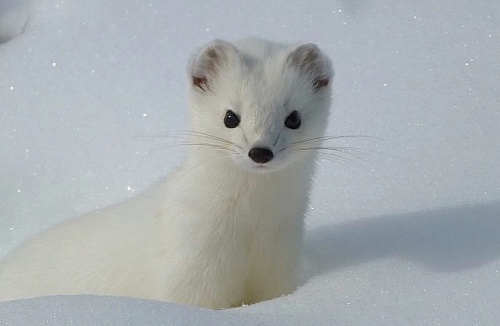 Жители села под Тюменью встретили горностая