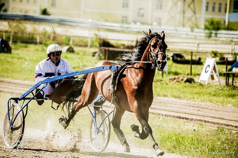 «Скачки фаворитов» собрали полные трибуны любителей конного спорта