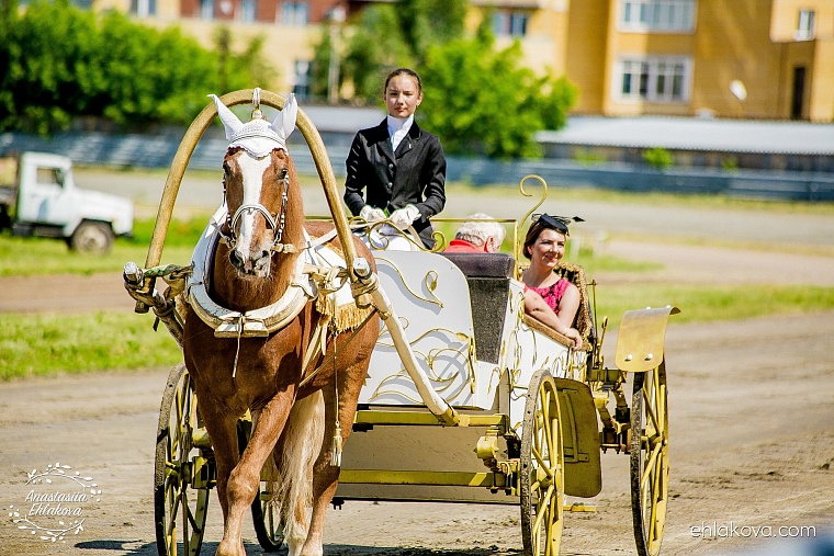 «Скачки фаворитов» собрали полные трибуны любителей конного спорта
