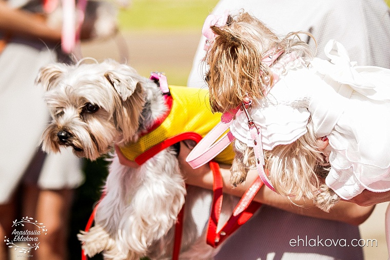 «Скачки фаворитов» собрали полные трибуны любителей конного спорта