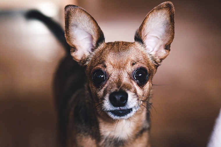 Тюменцам рассказали, почему собак и кошек нельзя кормить кашей и картофелем