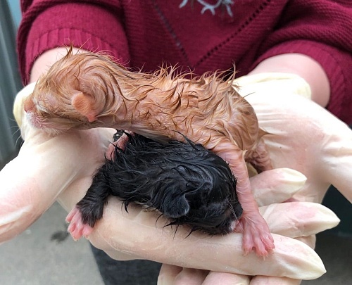 В Тобольске из мусорки вытащили котят, залитых пивом