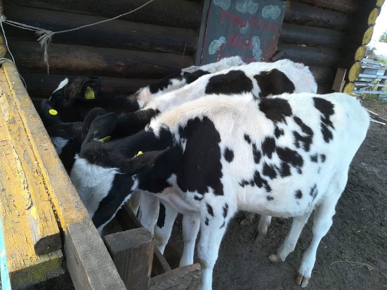 В Тюмень с мечтой о страусах и лошадях. Хозяйка «Веселой фермы» делится деловым опытом