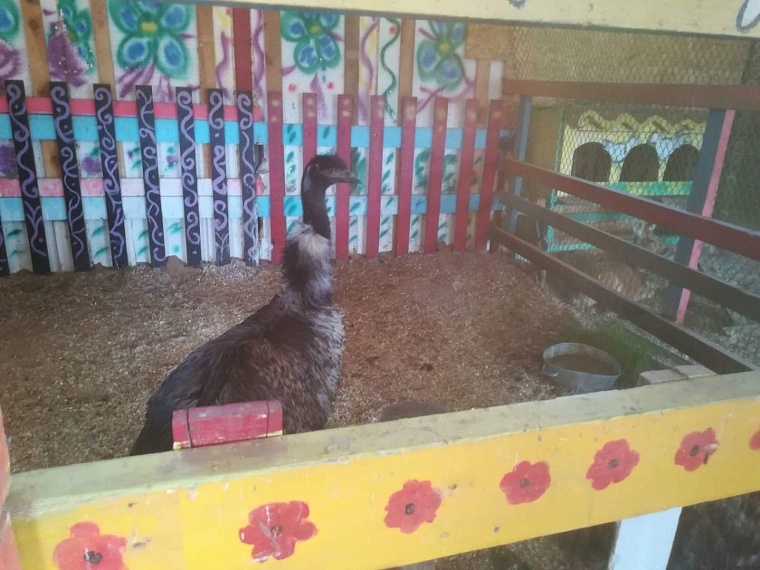 В Тюмень с мечтой о страусах и лошадях. Хозяйка «Веселой фермы» делится деловым опытом