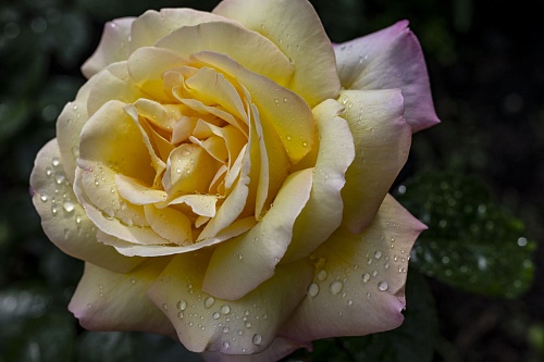 Дачникам объяснили, почему полив в жару может погубить растения