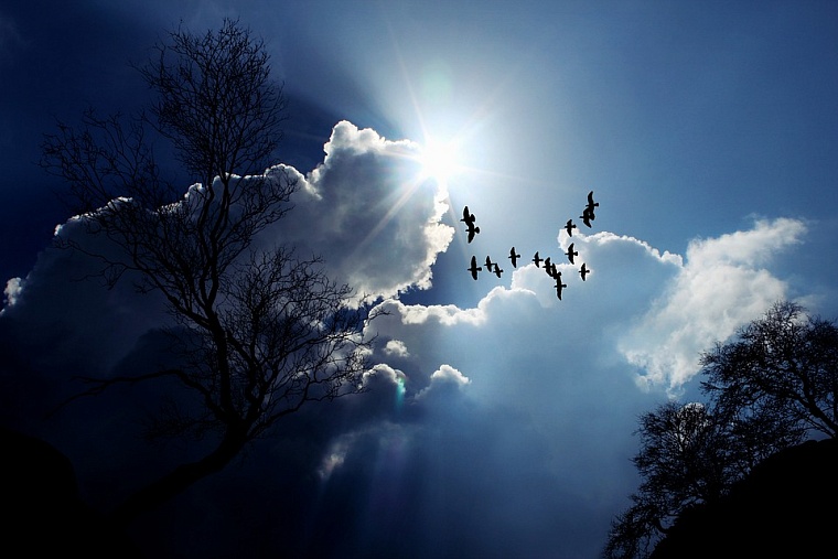 Фото: pixabay.com
