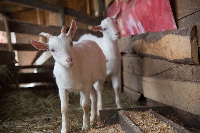 Фото: pixabay.com