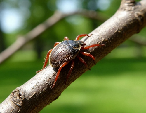 Куда обращаться в Тюмени в случае присасывания клещей