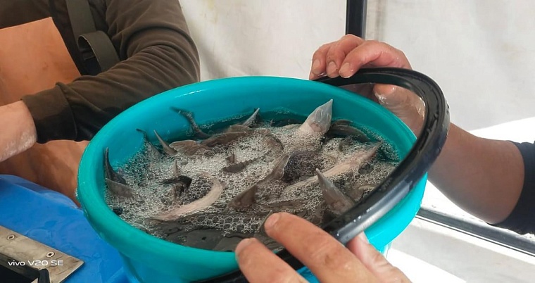 В тюменские реки выпустят более пятисот тысяч мальков осетра