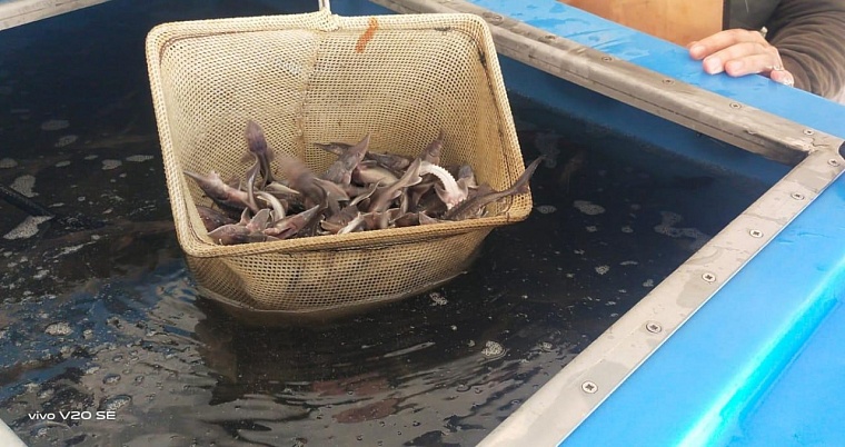 В тюменские реки выпустят более пятисот тысяч мальков осетра