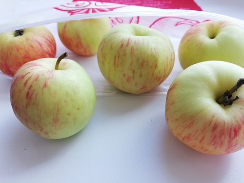 Советы экспертов и хозяек: как правильно замораживать урожай на зиму