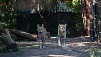 В Ростовском зоопарке волки создали пару и поселились в новом вольере