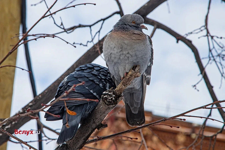 Народные приметы на 4 февраля: Тимофей сшибает рог зиме