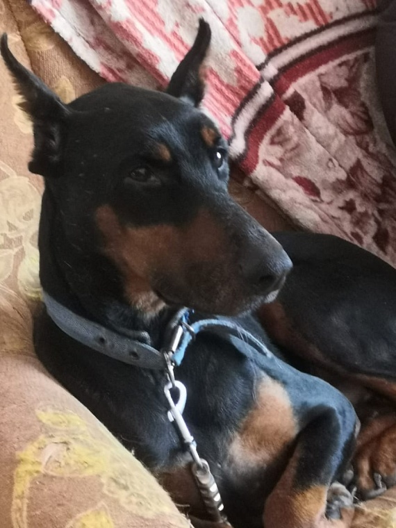 Валентина из Упорово вынуждена на одну пенсию содержать 18 собак и 9 кошек