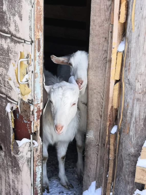 Валентина из Упорово вынуждена на одну пенсию содержать 18 собак и 9 кошек