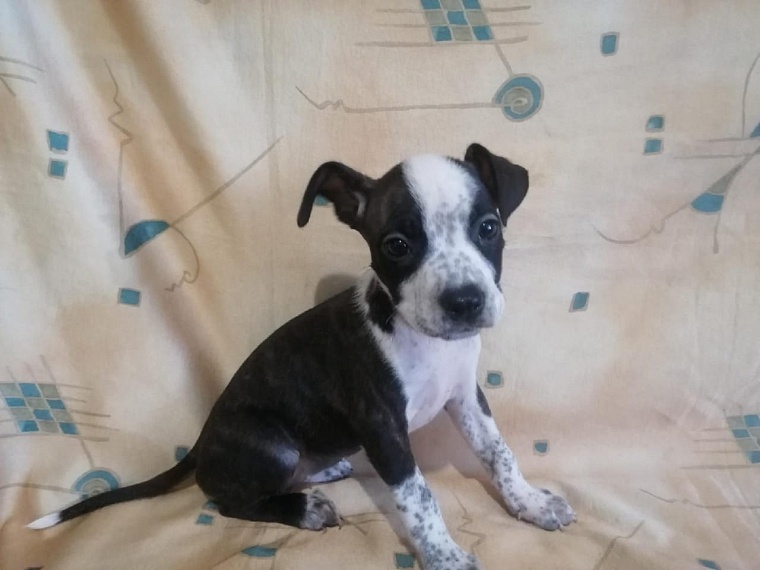 Валентина из Упорово вынуждена на одну пенсию содержать 18 собак и 9 кошек