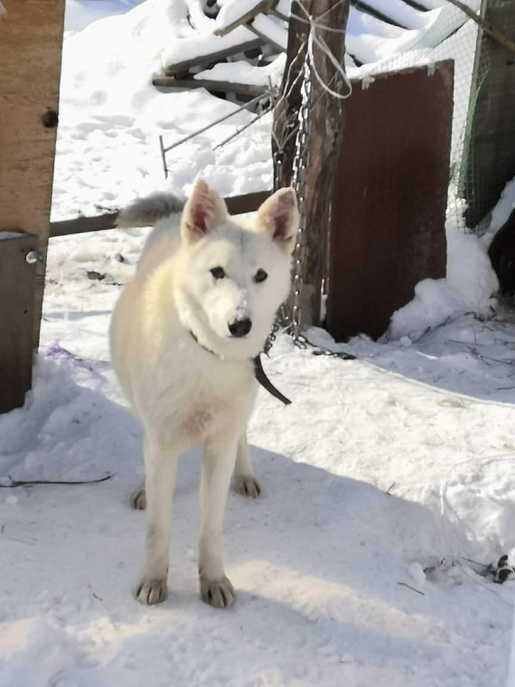 Валентина из Упорово вынуждена на одну пенсию содержать 18 собак и 9 кошек