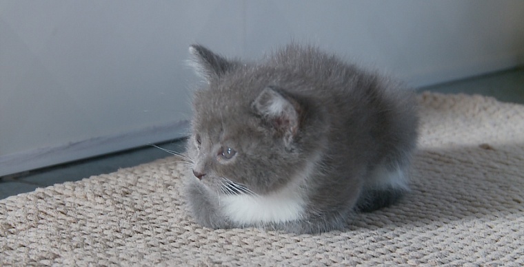 14 котов на квадратный метр. Как тюменцы спасают бездомных животных