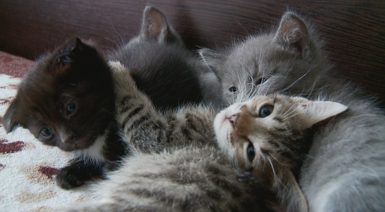 14 котов на квадратный метр. Как тюменцы спасают бездомных животных