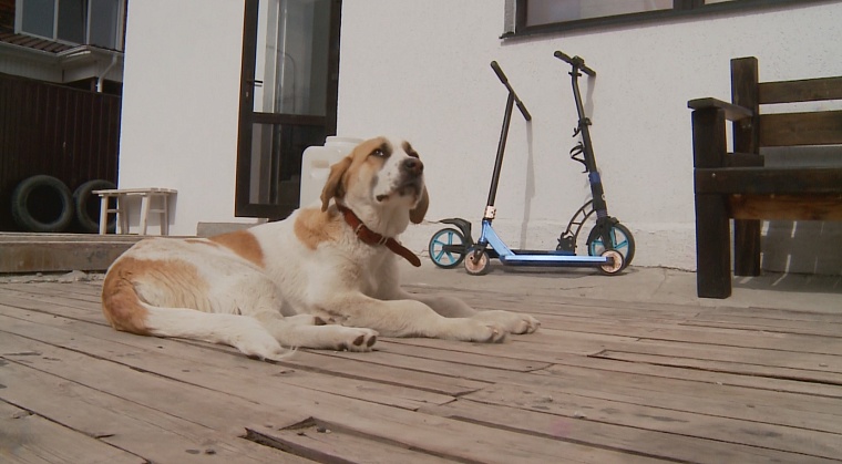 14 котов на квадратный метр. Как тюменцы спасают бездомных животных