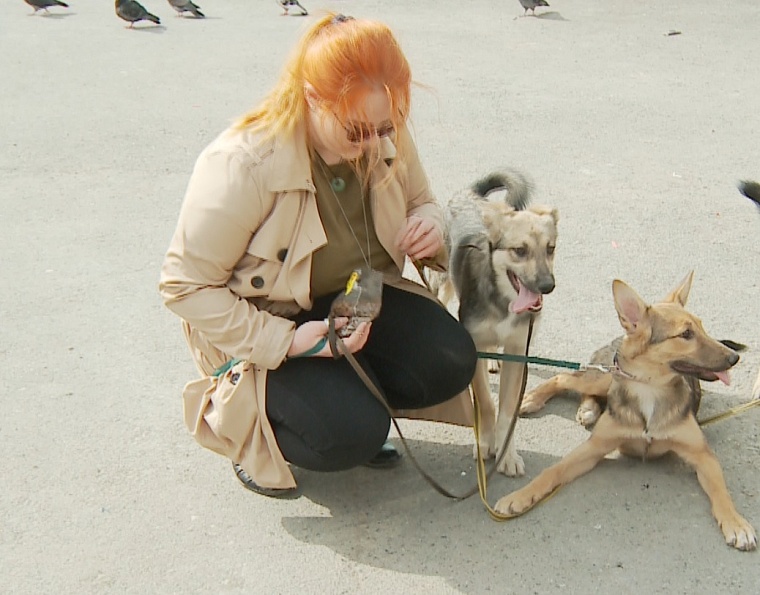 14 котов на квадратный метр. Как тюменцы спасают бездомных животных