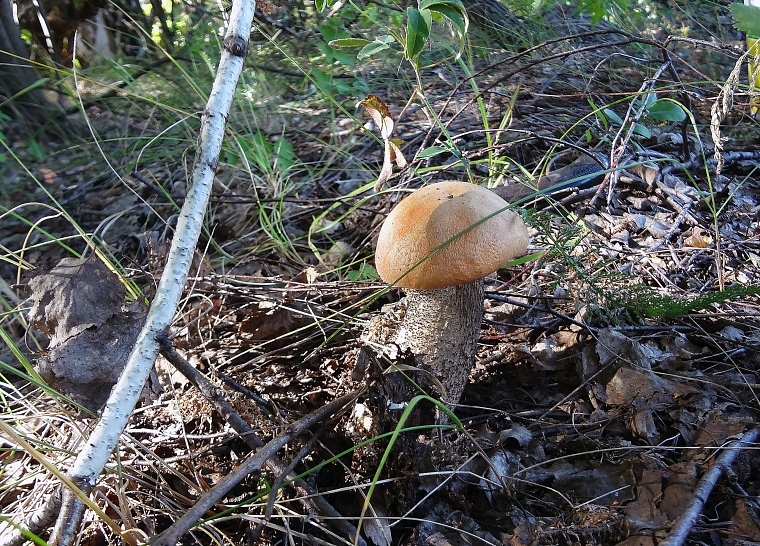 Народные приметы: был бы дождик на Лукьяна - будут и грибки
