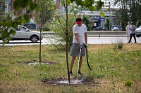Тюменцы контролируют: как в жару поливают молодые деревья