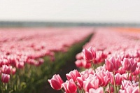 Где купить тепличные тюльпаны к 8 марта?