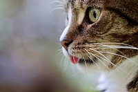 Кошка пьет воду больше обычного – к непогоде