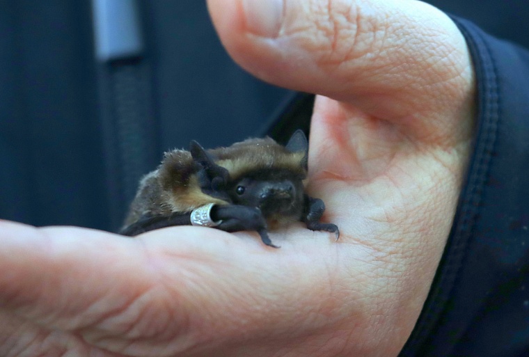 В Тюмени выпустили на волю четырех летучих мышей