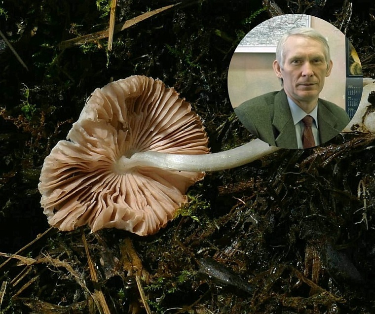 Тобольские учёные обнаружили неизвестный науке гриб