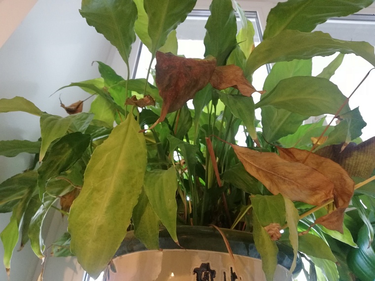 Эксперт объяснила, почему желтеют листья у замиокулькаса