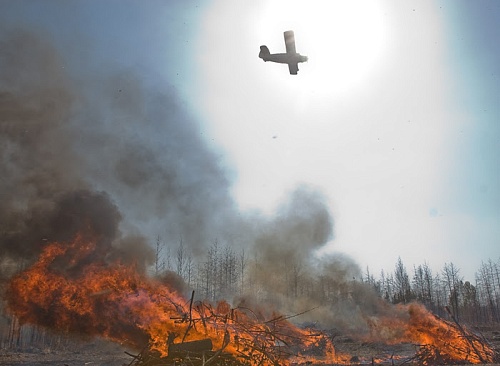 Тюменцам официально запретили посещать леса