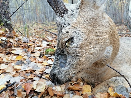 Россельхознадзор установил причины массовой гибели диких животных