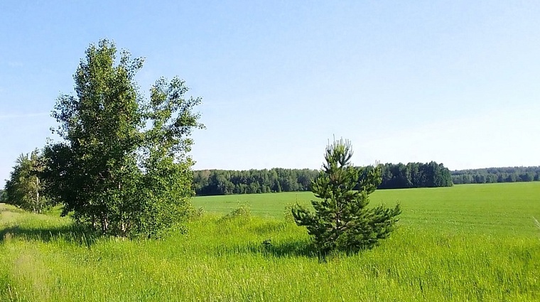 Народные приметы: на Варнаву не рви травы