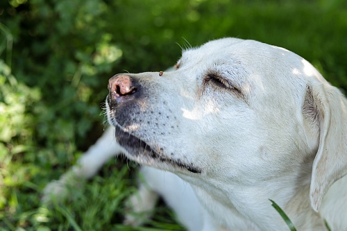 Народные приметы на 22 сентября: лист с вишни не опал - к теплой погоде