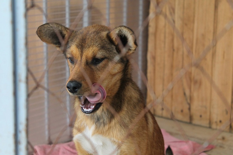 Фото: со страницы приюта 