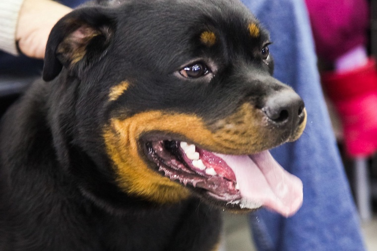 Единственный доллар в Тюмени