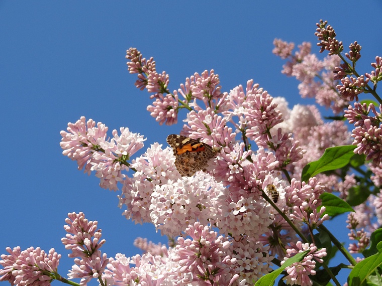 Народные приметы: Мокий укажет погоду на все лето