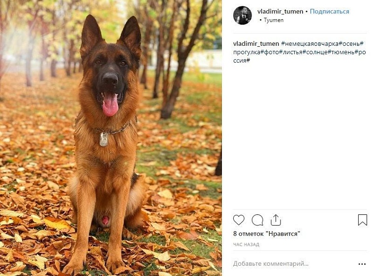 Выходные в соцсетях: истории из серии #Мам_привет, листья, осень и вот это все