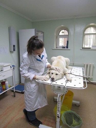 В тюменском приюте для животных появились новые вольеры