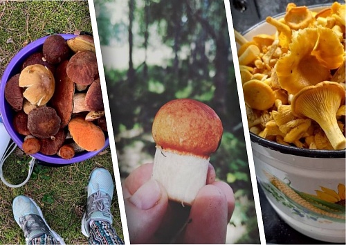 Собирают все! Тюменские грибники поделились фотографиями находок