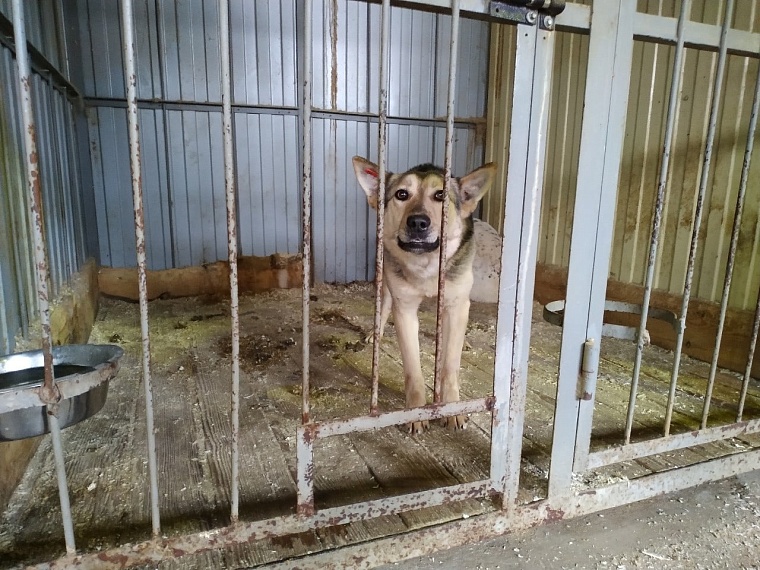 Тысячи новосибирцев проголосовали против эвтаназии бездомных собак